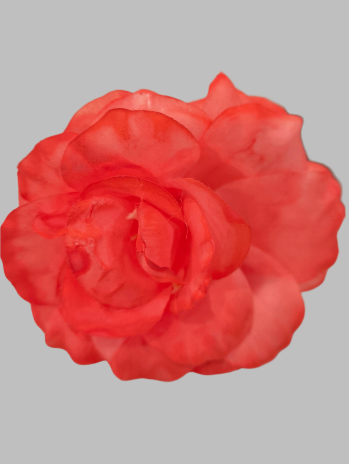 FLOR ROSA ALMERÍA PEQUEÑA
