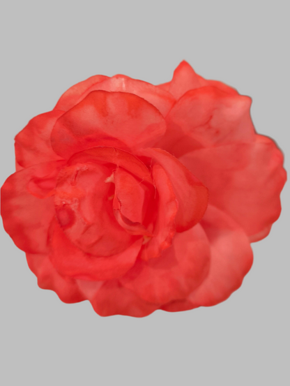 FLOR ROSA ALMERÍA PEQUEÑA