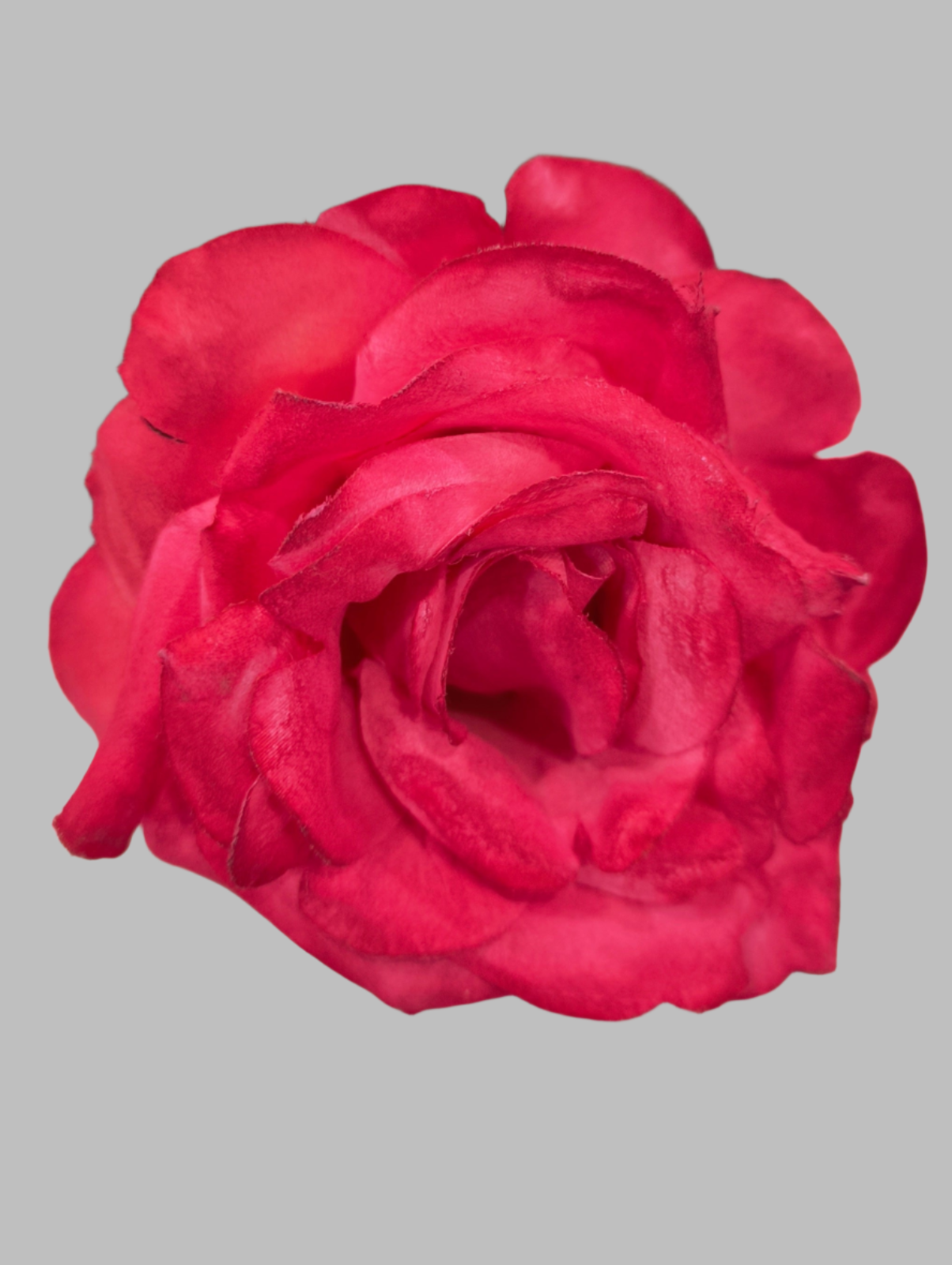 FLOR ROSA TOLEDO