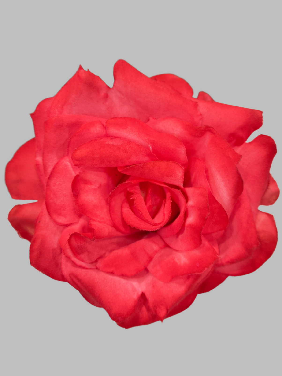 FLOR ROSA TOLEDO