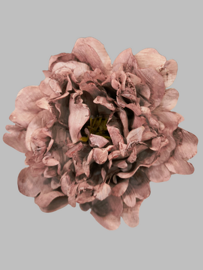 FLOR PEONÍA FAIR